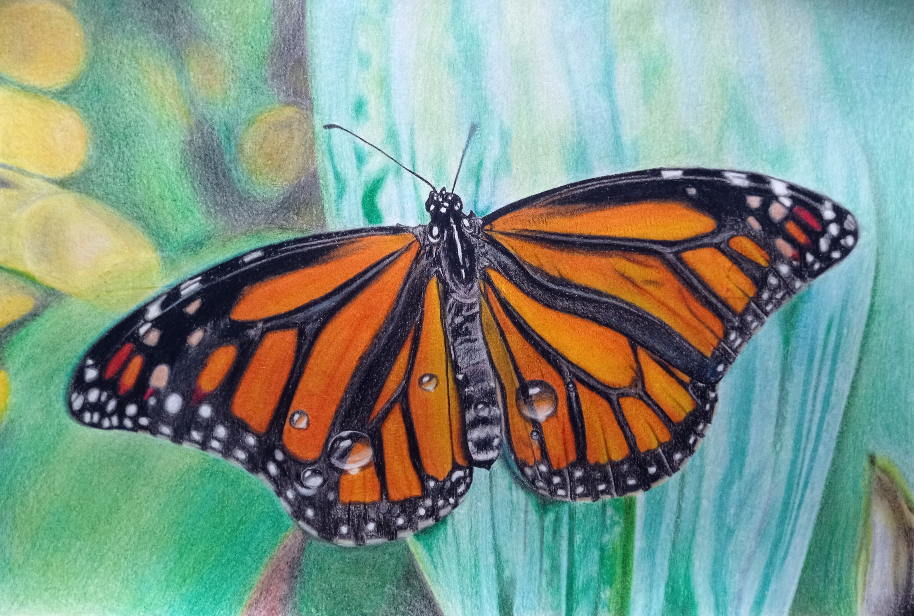 Mariposa monarca Lápiz Otros Dibujos comprar arte original