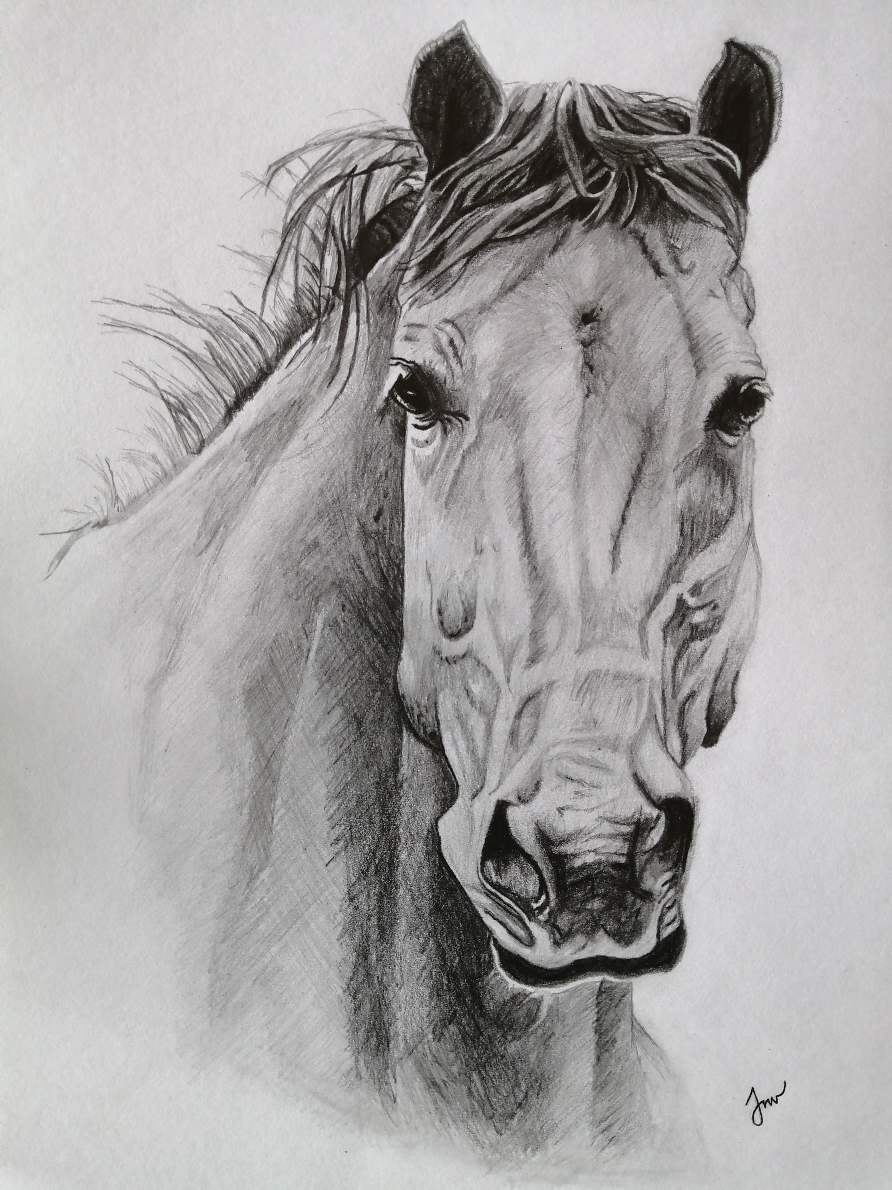 Horse Pencil Portraits - Commission Your Own Here
