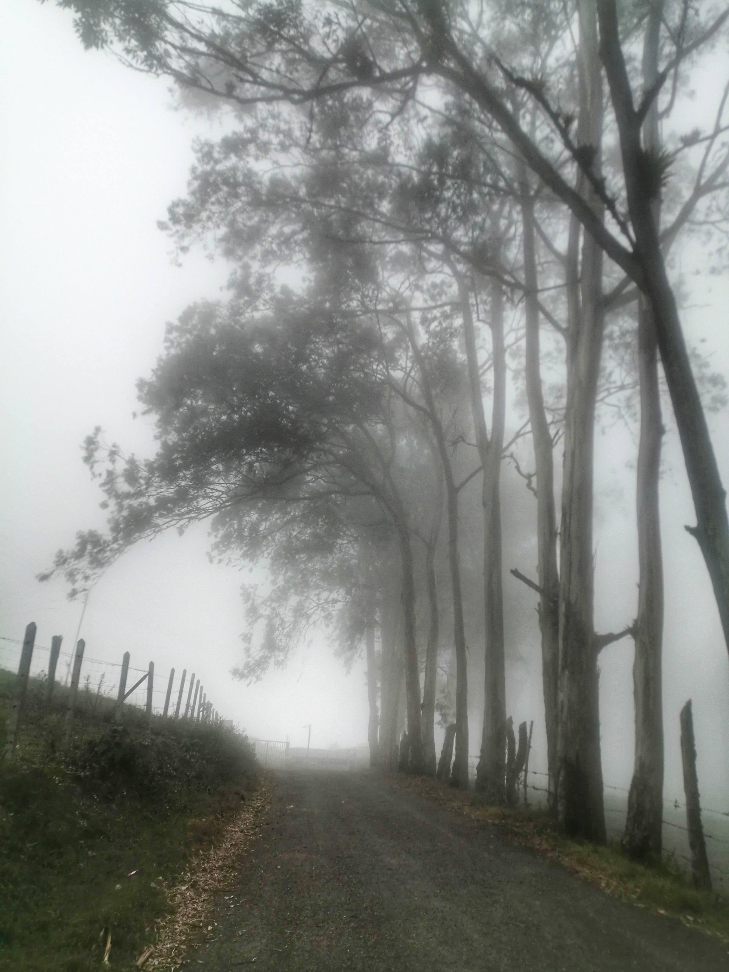 Eucalyptus trees in mist