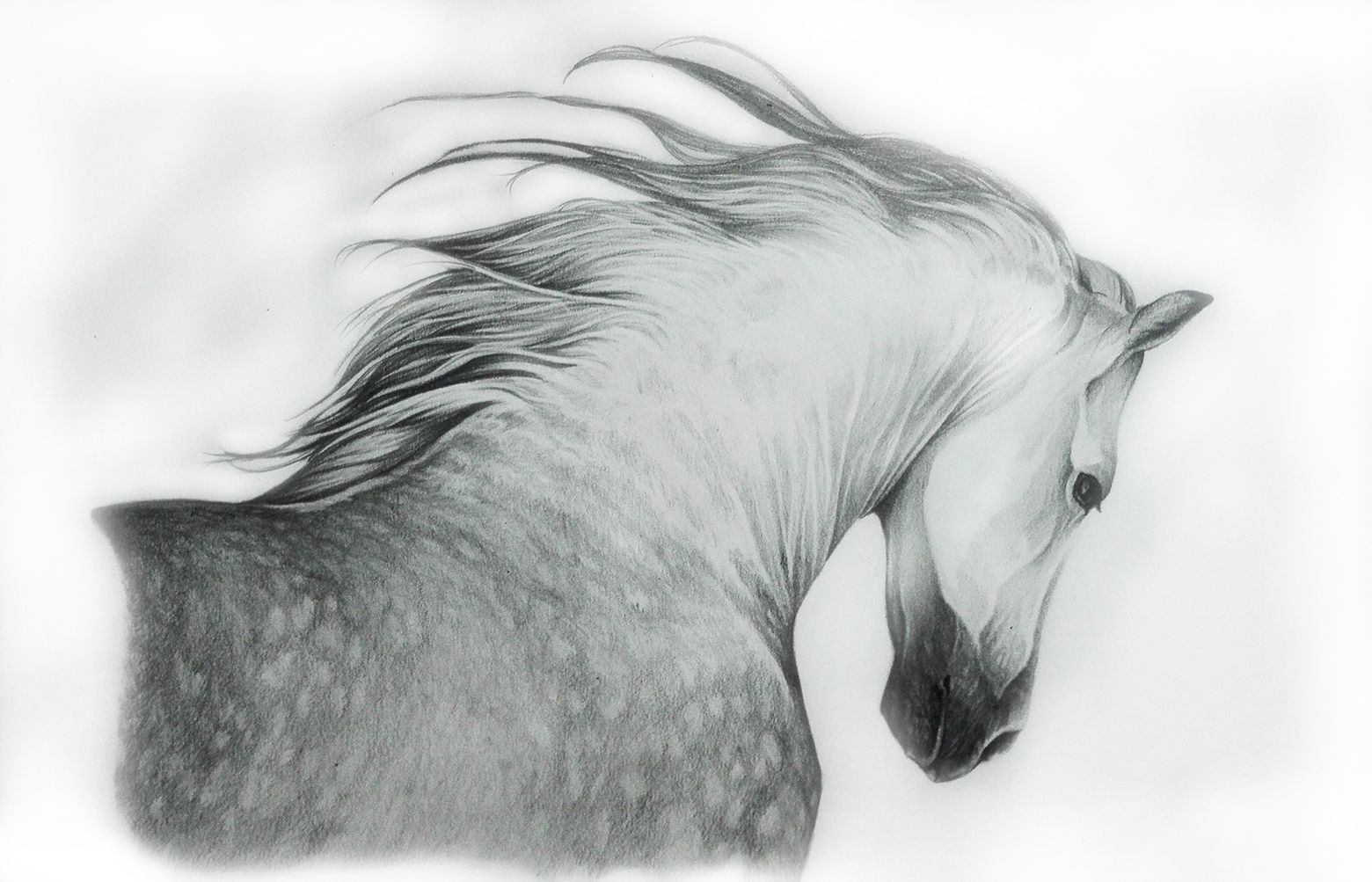 Mustang Dibujo A Lápiz Caballo Arte Impresión Firmado Por Artista Dj Rogers  