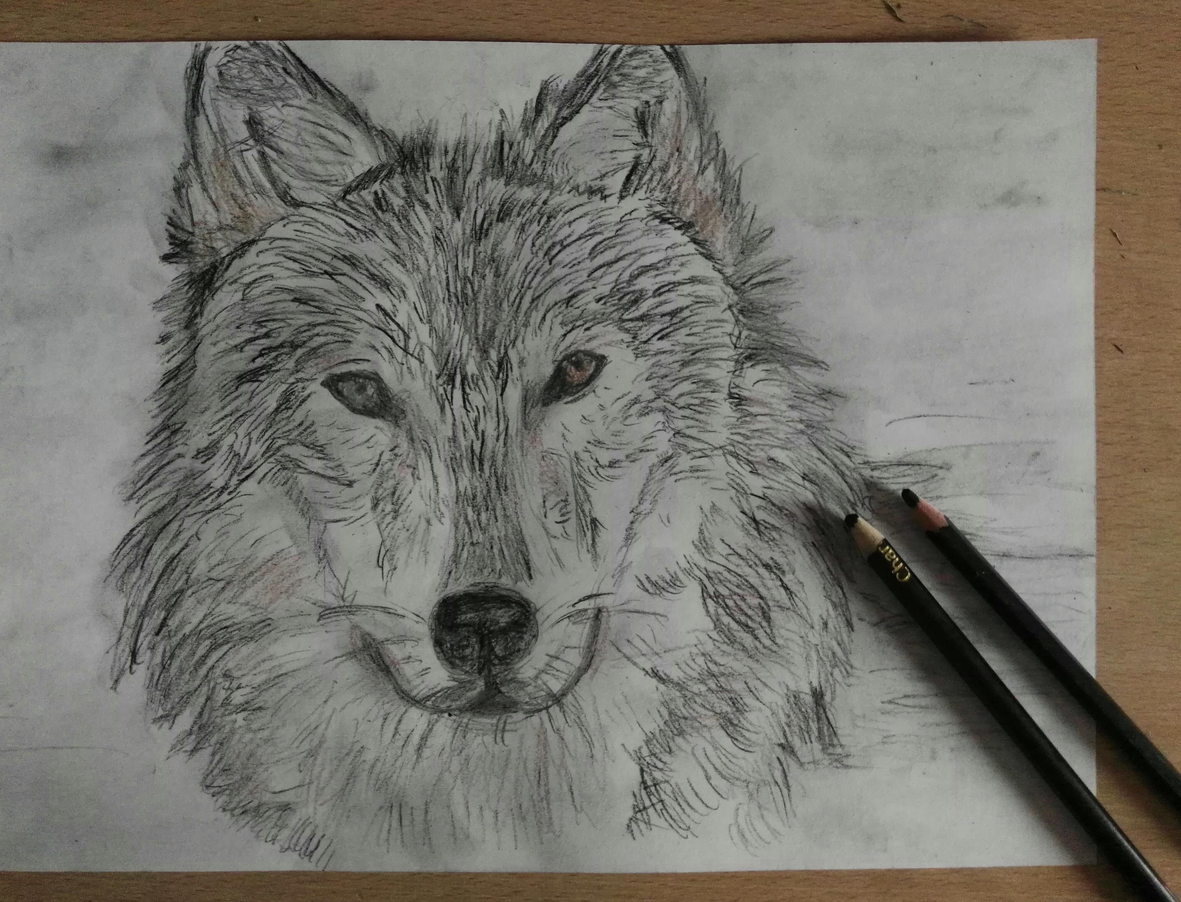 Портрет волка карандашом легко и красиво