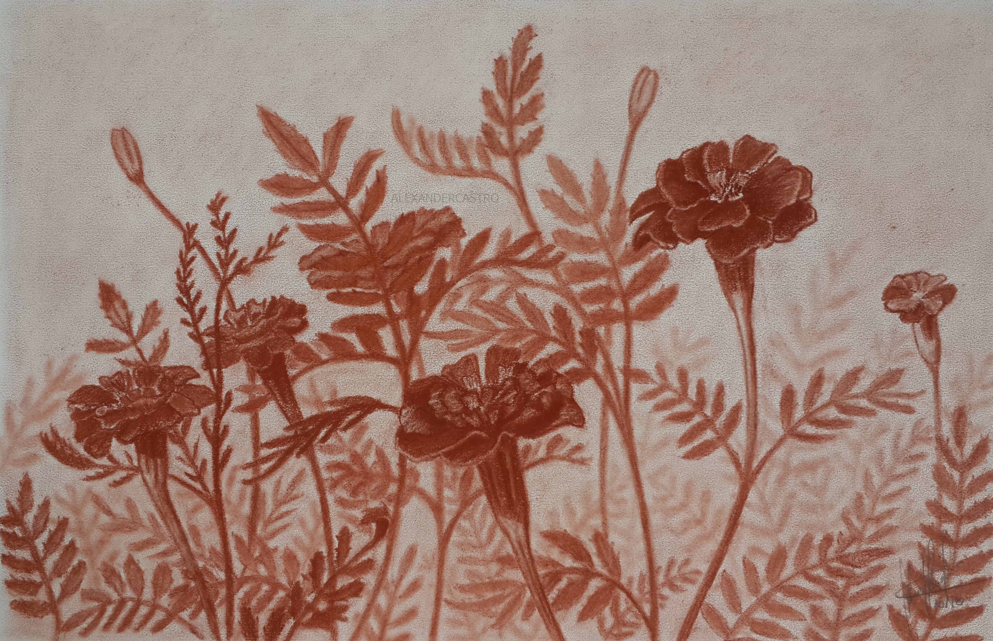 Flores de Jardín (Sanguina), Sanguina, Dibujos, comprar arte original
