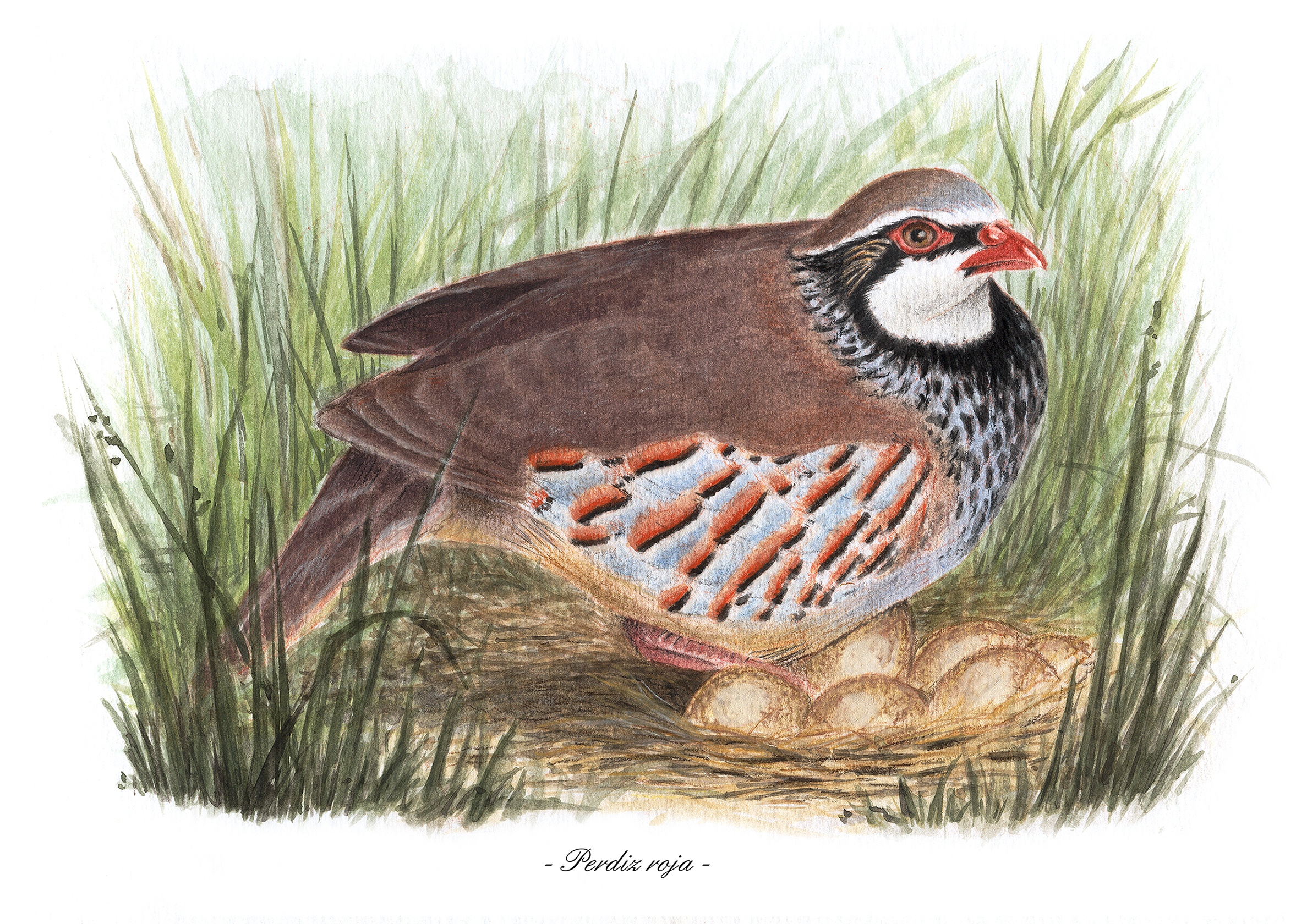 Red Partridge I
