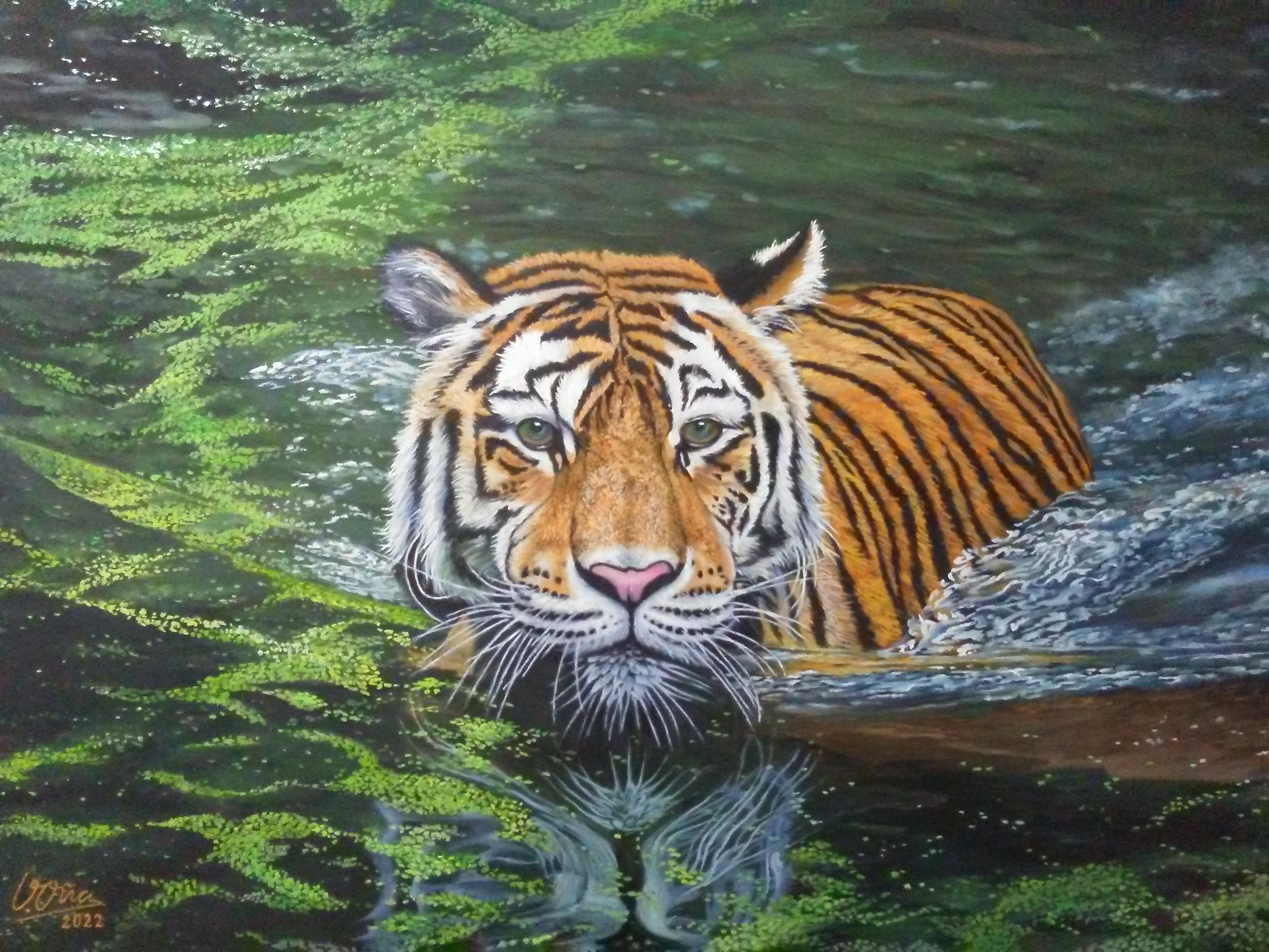 tiger in swamp