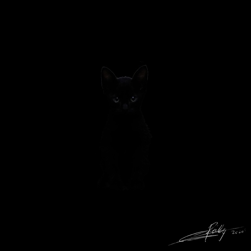 DARKNESS IN BLACK CAT