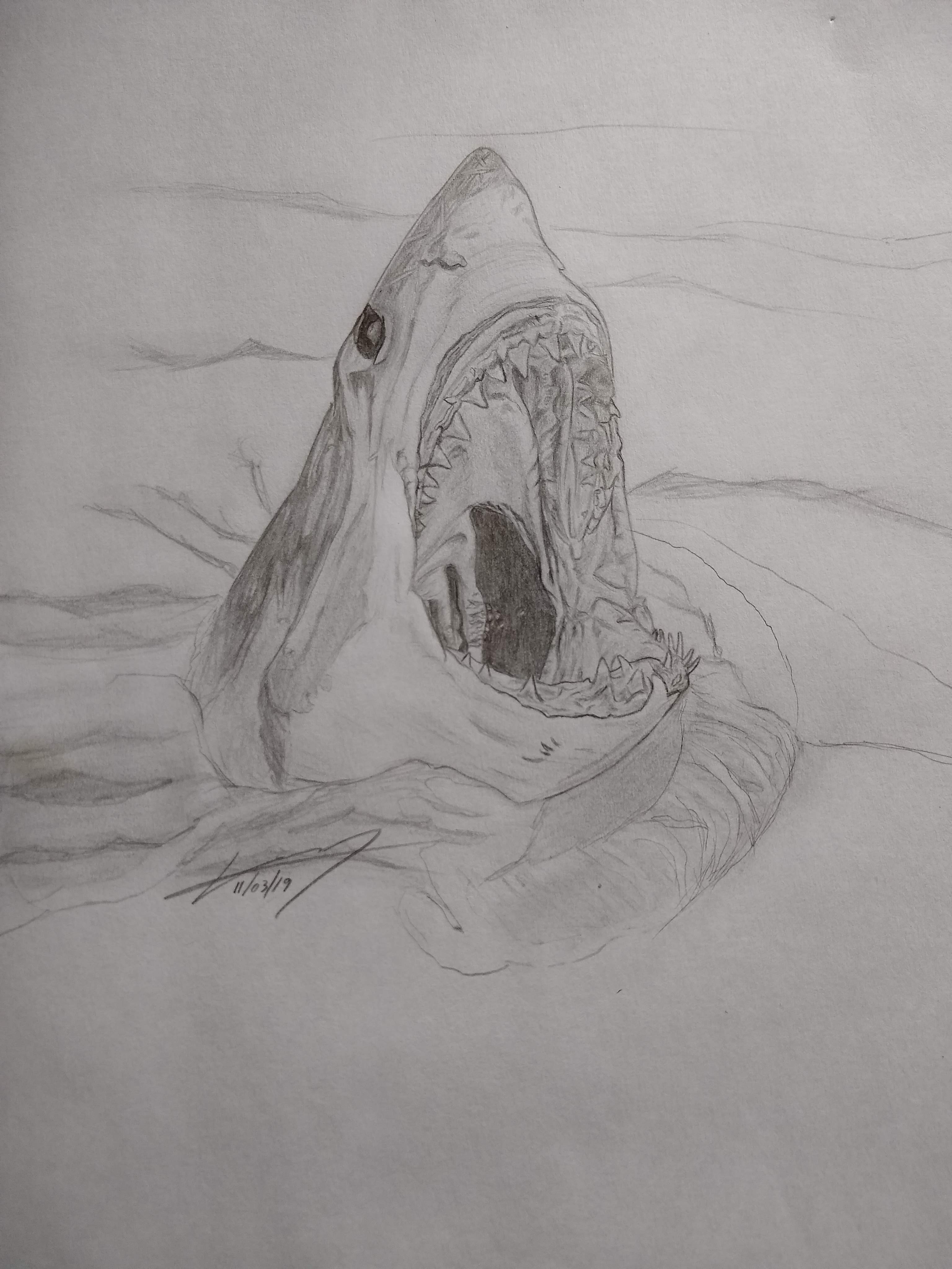 Shark Pencil Drawings Buy Original Art