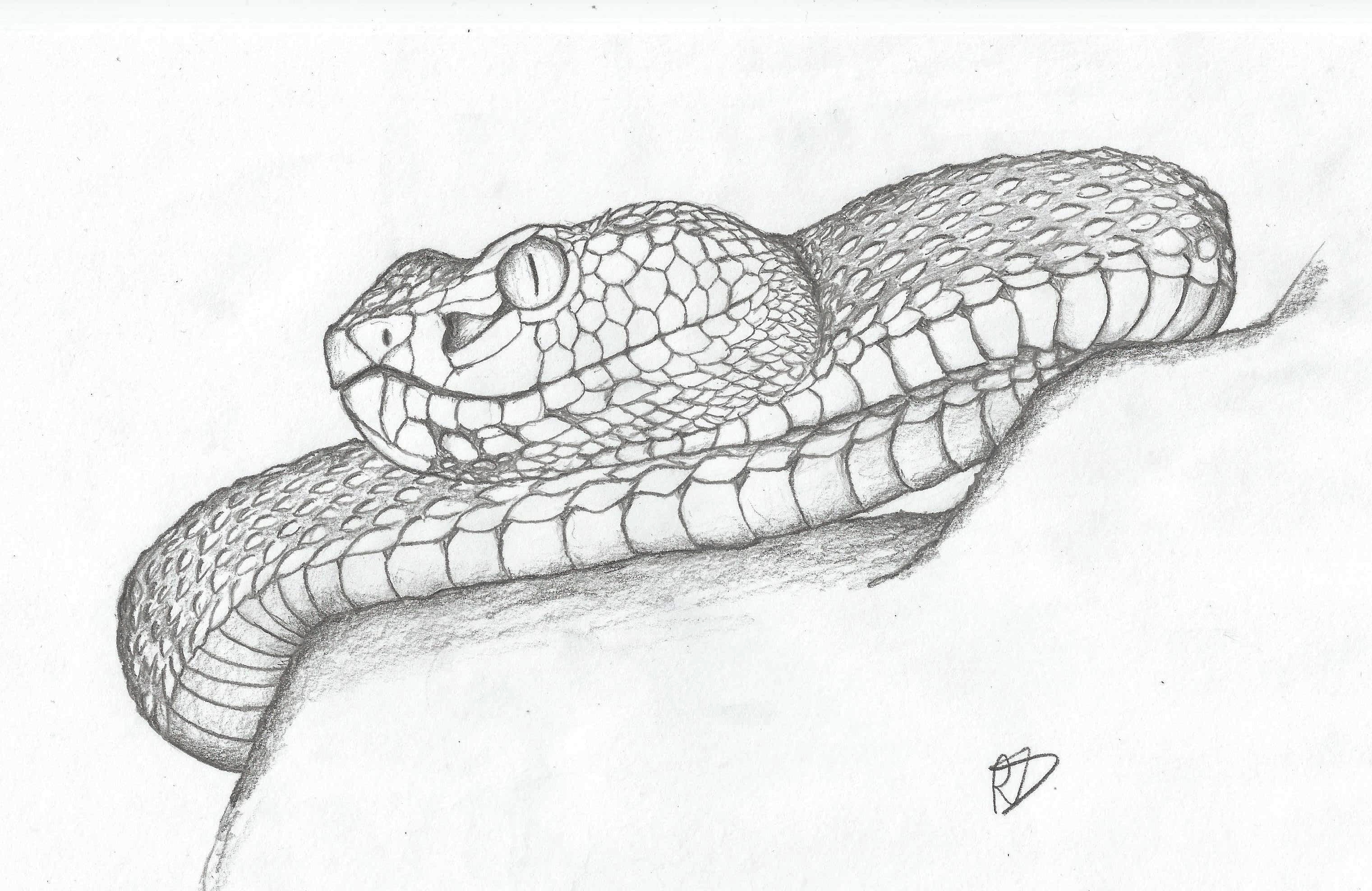 Легкий рисунок змей. Змея карандашом. Рисунки змей. Голова змеи рисунок. Змеи для срисовки.
