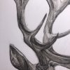 reindeer_detail