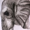 elephant_detail