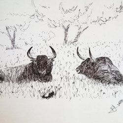 Bulls resting