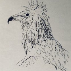 Egyptian vulture