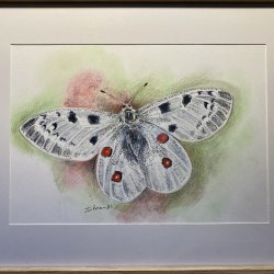 Parnassius apollo Apollo Butterfly