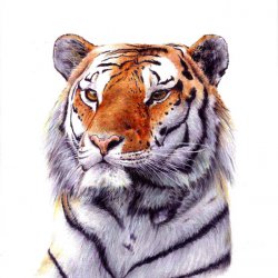 Tiger siberiano1
