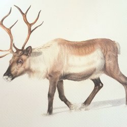 Reno - Reindeer