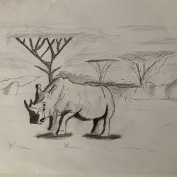 Rhinoceros in savanna in pencil