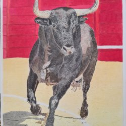 bull in the square