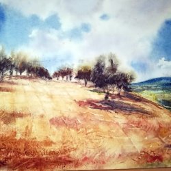 olive field