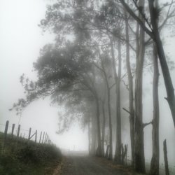 Eucalyptus trees in mist