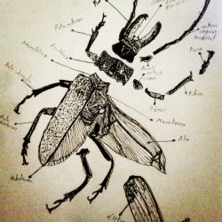 La anatomía de un escarabajo