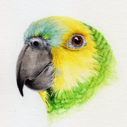 talkative parrot