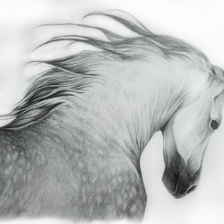 Appaloosa horse