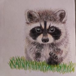 little raccoon