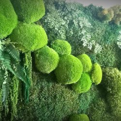 Preserved moss mural. Forest