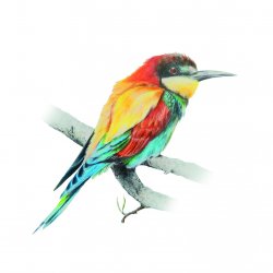 Bee-eater copy in FinArt quality