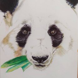 Dibujo Oso Panda -Técnica Mixta-