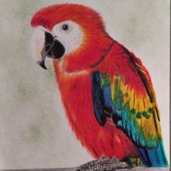 scarlet macaw