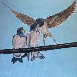 The swallows