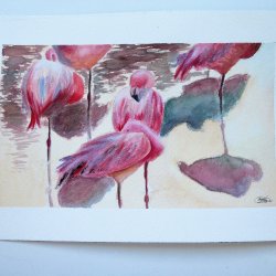 Watercolor pelicans