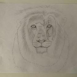 Lion head in pencil