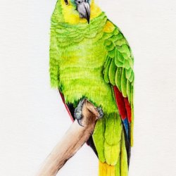 talkative parrot