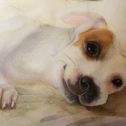 Jack Russell terrier 23x29.5.jpg