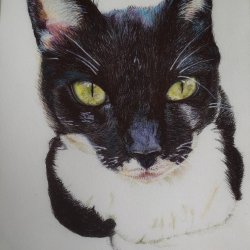 Portrait of Cat - Mixed technique-