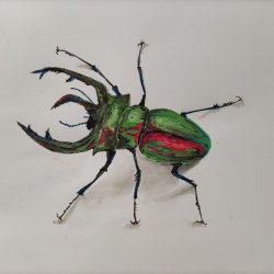 Escarabajo Hipnotizador
