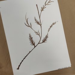 Minimalist sheets with ink