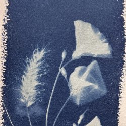 Floral cyanotype