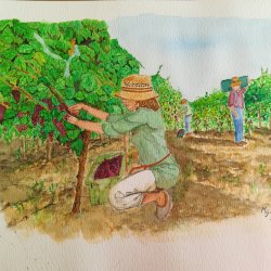 The grape pickers