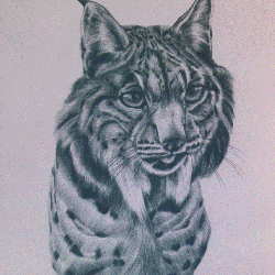 Head of Iberian lynx