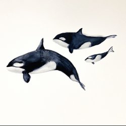 killer whale family