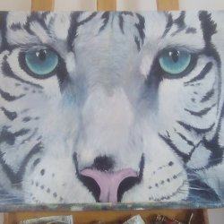 Mirada de tigre blanco
