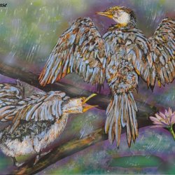 Cormorants: Dancing in the rain