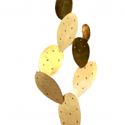 Cactus Gold
