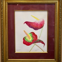 Anthuriums of the Caribbean