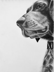 Retrato de mascota - Perro