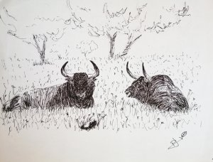 Bulls resting