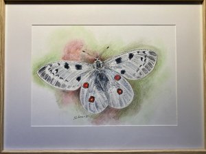 Parnassius apollo Apollo Butterfly
