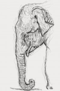 doodle elephant